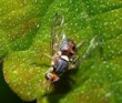 Mosca dell’olivo, identikit di un nemico del “made in Italy” Mosca dell’olivo, identikit di un nemico del “made in Italy”