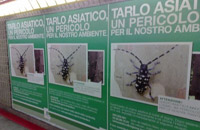 Decisione UE sugli imballaggi cinesi contaminati dal tarlo asiatico
