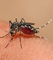 Febbre Chikungunya: aumento dei casi importati in Italia nel primo semestre del 2014 Febbre Chikungunya: aumento dei casi importati in Italia nel primo semestre del 2014