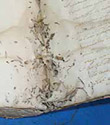 Gli insetti nemici dei beni culturali: l’entomologo che cosa può fare? Gli insetti nemici dei beni culturali: l’entomologo che cosa può fare?