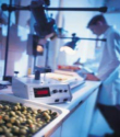 Sicurezza alimentare, da settembre verrà aggiornata la norma ISO 22000 Sicurezza alimentare, da settembre verrà aggiornata la norma ISO 22000