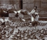 Piccioni archivio