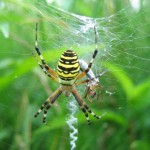 RAGNI-Argiope-fasciata