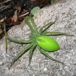 RAGNI-Micrommata-virescens