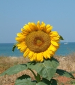 girasole piccola
