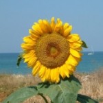 girasole principale