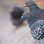 main_birds-pigeon-roof