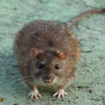 ratto grande